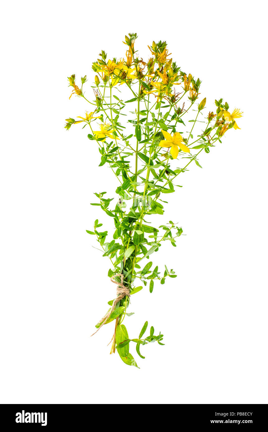 Johanniskraut (Hypericum perforatum) auf weißem Hintergrund. Studio Foto Stockfoto