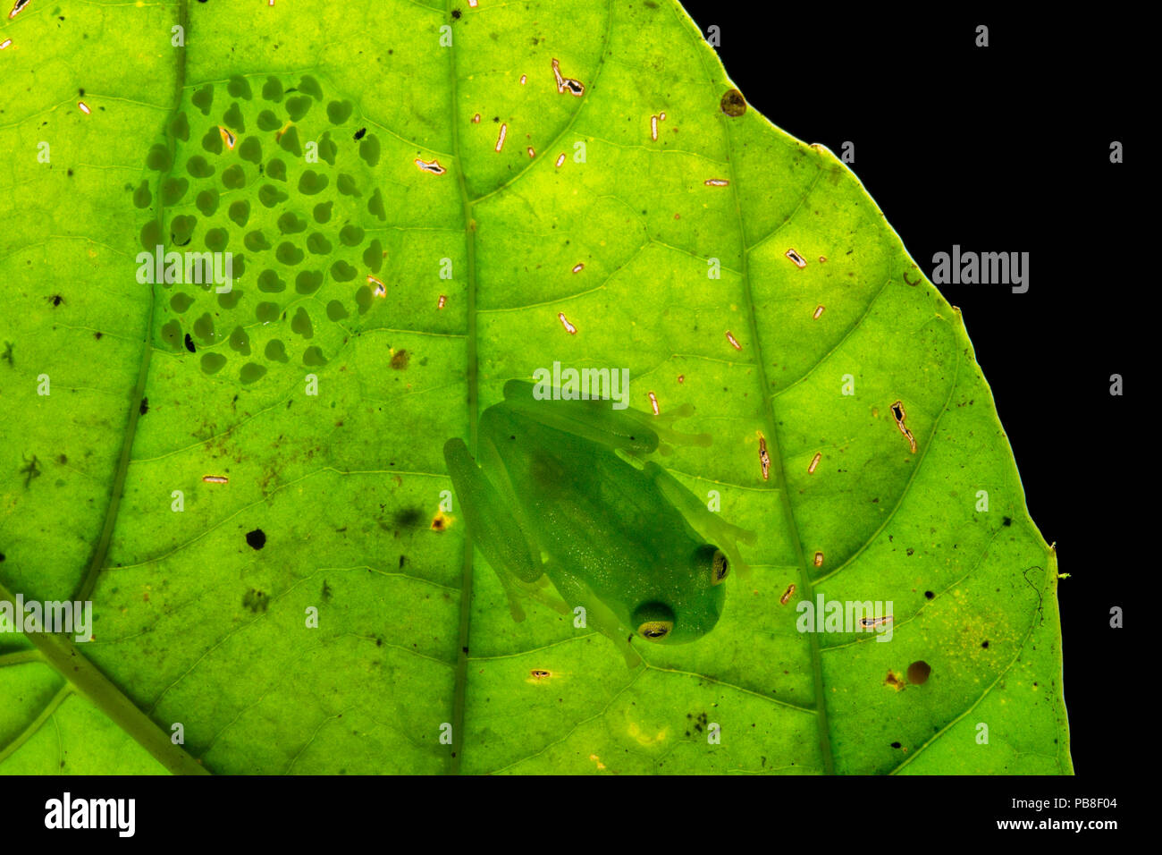 Fleischmanns glassfrog (Hyalinobatrachium fleischmanni) männliche Teilnahme an Eier auf der Unterseite eines Blattes überhängenden ein Regenwald Stream, der Mann wird gelegentlich auf die eimasse sitzen und seine Blase die Eier feucht zu halten leer, Halbinsel Osa, Costa Rica. Stockfoto
