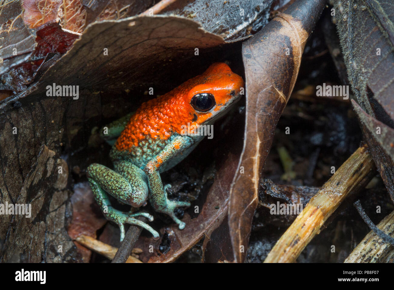 Granulare Pfeilgiftfrosch (Oophaga granulifera) Halbinsel Osa, Costa Rica. Gefährdete Rote Liste Arten. Stockfoto