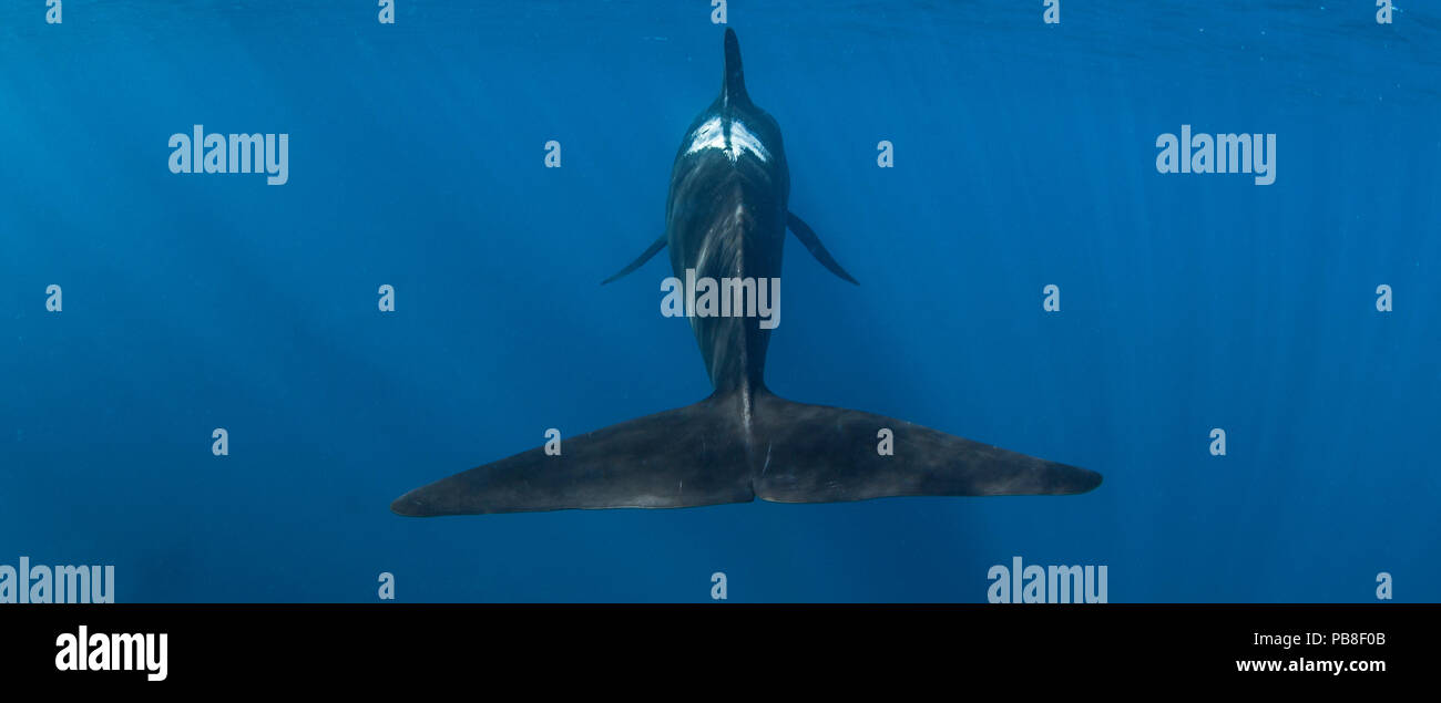Kurzflossen-grindwal (GLOBICEPHALA MACRORHYNCHUS) hintere Ansicht, Fluke, Cape Point, Südafrika, März. Stockfoto