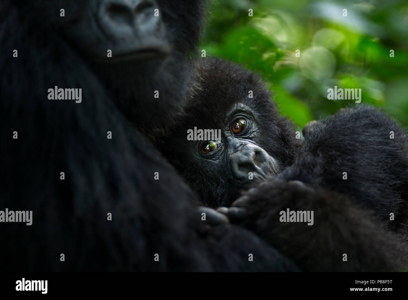 Berggorilla (Gorilla Gorilla beringei) Frau und Kind, Mitglied der "Humba"-Gruppe. Virunga-nationalpark in der Demokratischen Republik Kongo, März. Stockfoto