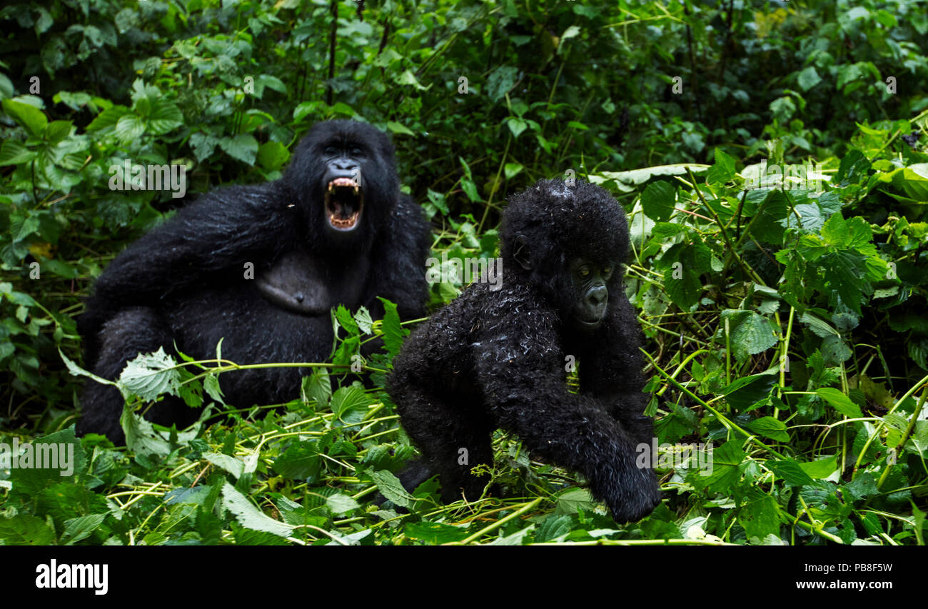 Gorilla gruppe Fotos und Bildmaterial in hoher Auflösung Alamy