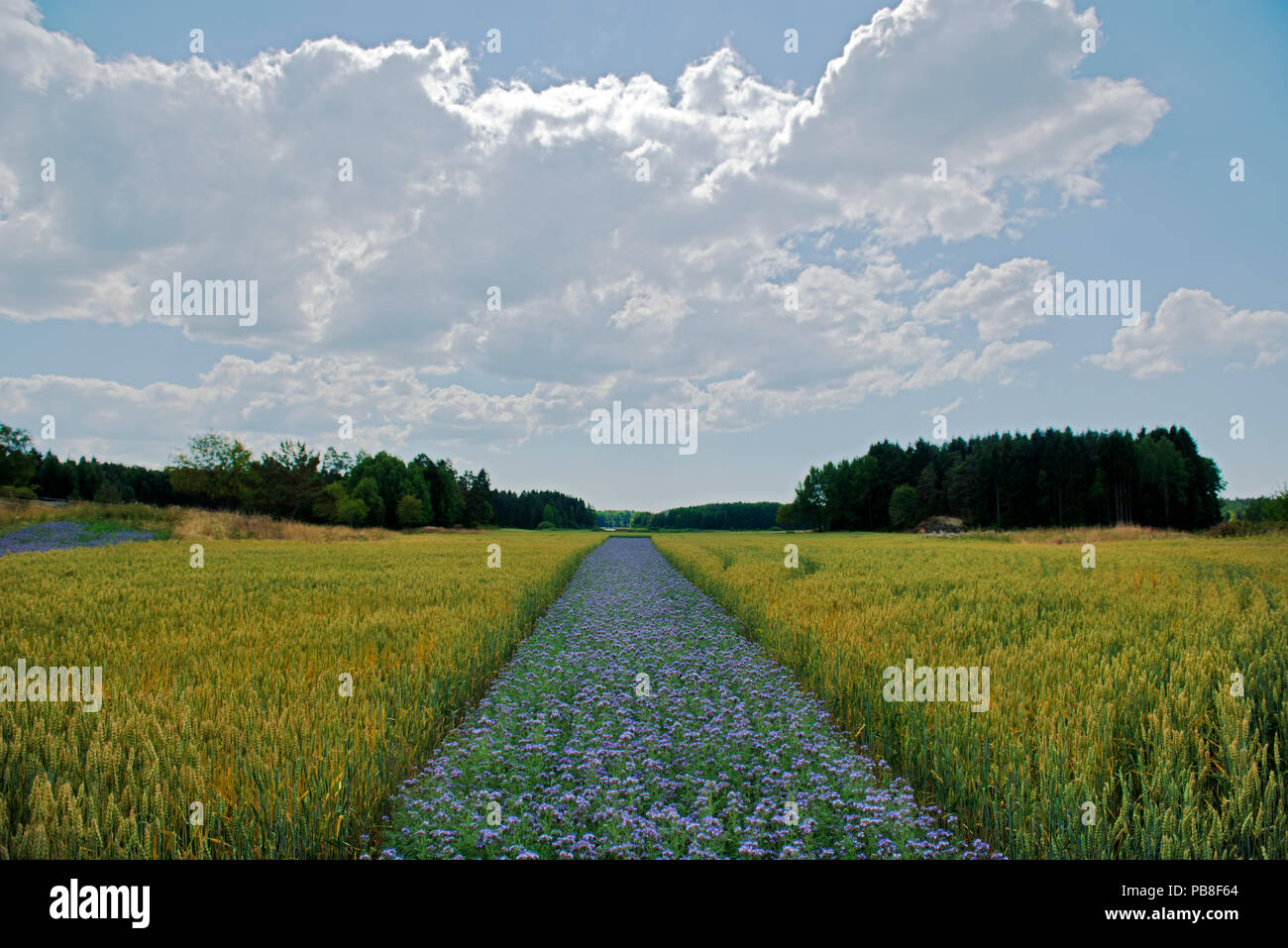 Von Benedicte Lyssand, Weizenfeld Kunstwerk mit Streifen von lila tansy Phacelia tanacetifolia (gepflanzt) Erhöhung von 2 m bis 7 m für die Perspektive zu kompensieren. Valer, Ostfold County, Norwegen. Juli 2014. Stockfoto