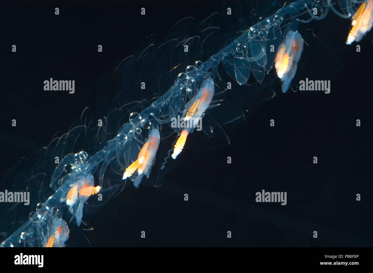 Nanomia Siphonophore (Cara) Nahaufnahme von aufgewickelt, Tentakel, Golf von Maine, im Atlantik. Epipelagic Arten, die bis zu 300 m Tiefe. Stockfoto