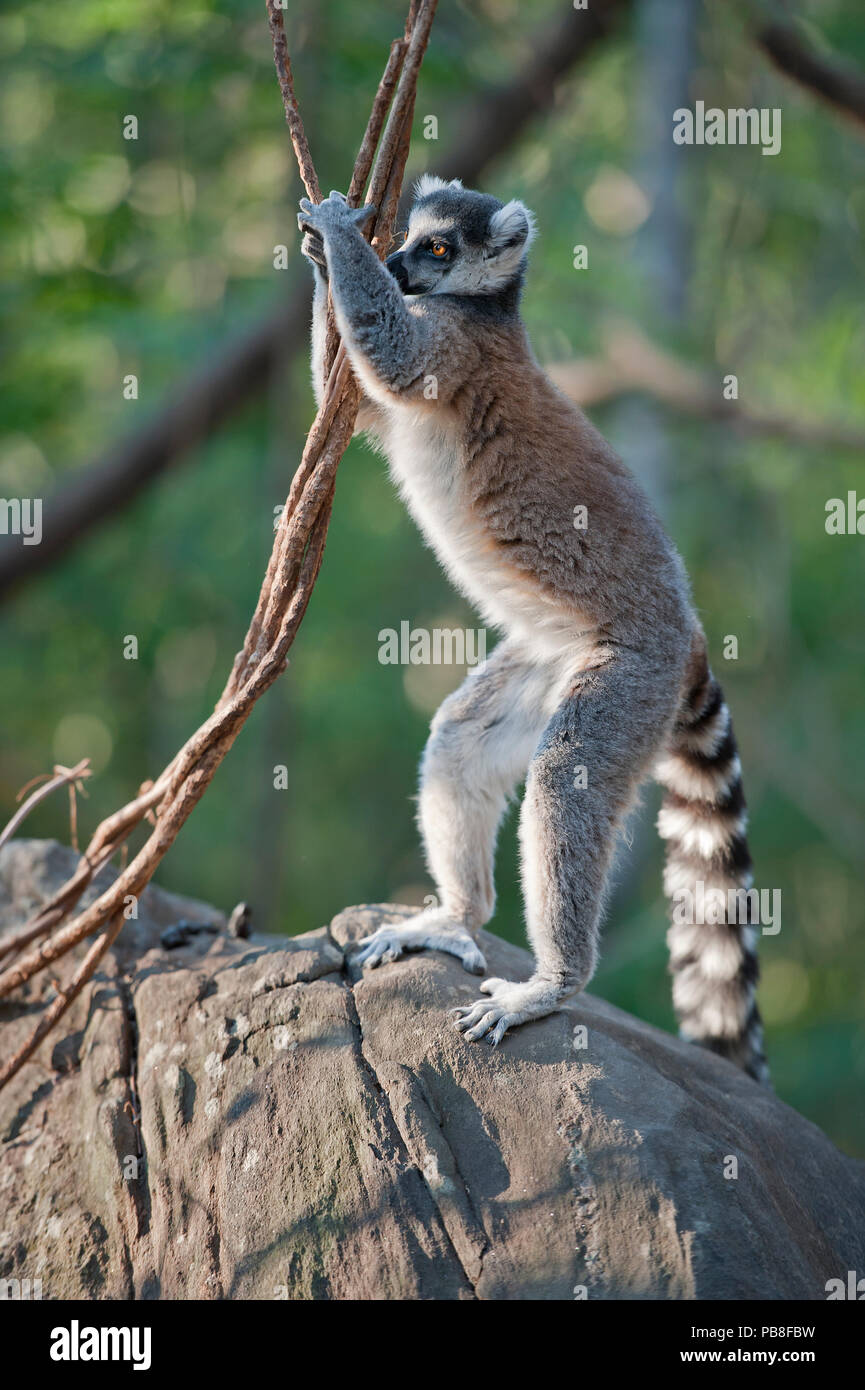 Ring-tailed Lemur (Lemur catta) Territorium markieren, Anjaha Gemeinschaft Erhaltung Ort, in der Nähe von Ambalavao, Madagaskar. In der einzigen Art Portfolio des Terre Sauvage Natur Bilder Awards 2016 ausgezeichnet. Stockfoto