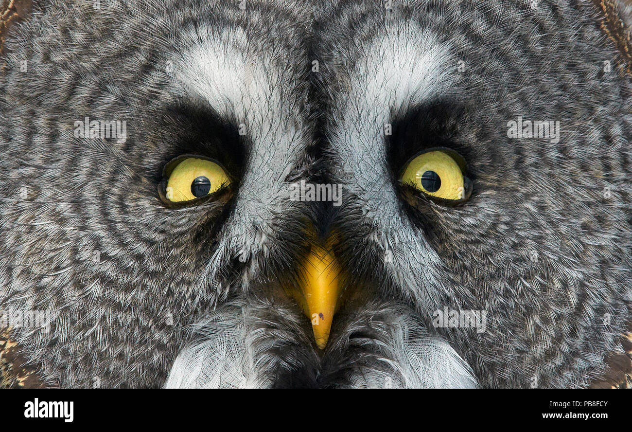 Bartkauz (Strix Nebulosa) Nahaufnahme des Gesichts, Kuusamo, Finnland, März Stockfoto