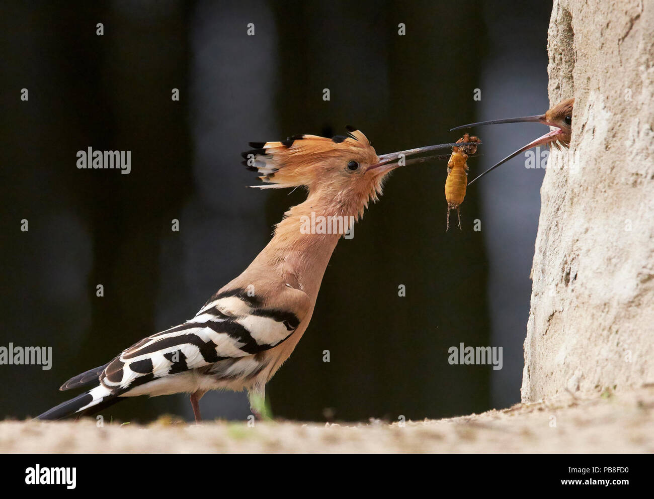 Wiedehopf (Upupa epops) männlich, Essen zu weiblichen im Nest hole, Ungarn Stockfoto