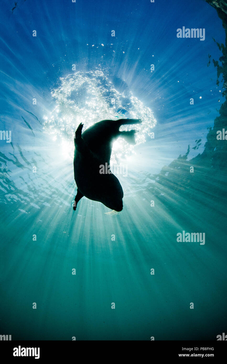 Kegelrobbe (Halichoerus grypus) junge Dichtung gegen die Sonne silhouetted, wie es Tauchgänge nach Atmung, Lundy Island, Devon, England, Bristol Channel, August Stockfoto