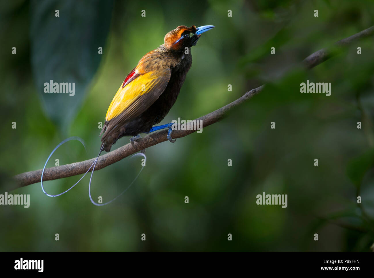 Magnificent Bird Of Paradise (Diphyllodes magnificus) männlich, Untere montane Hochland in der Nähe von Mount Hagen, Enga Provinz, Papua Neu Guinea. Endemisch. Stockfoto