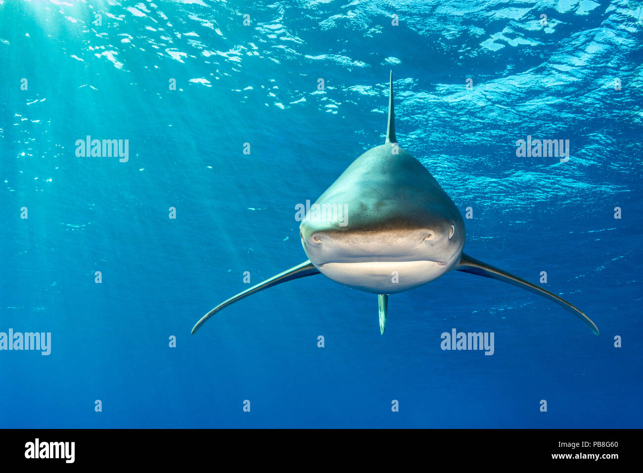 Weißspitzen Hai (Carcharhinus Longimanus) Kopf unter der Oberfläche. Rocky Island, Ägypten. Rotes Meer Stockfoto