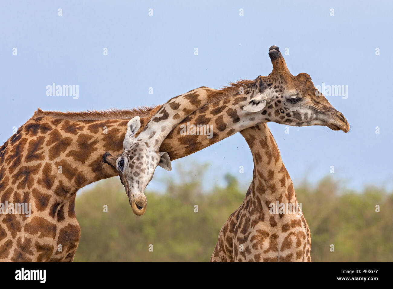 Masai Giraffe (Giraffa Camelopardalis tippelskirchi) Männer kämpften, Masai Mara National Reserve, Kenia. Sequenz 3 von 3 Stockfoto