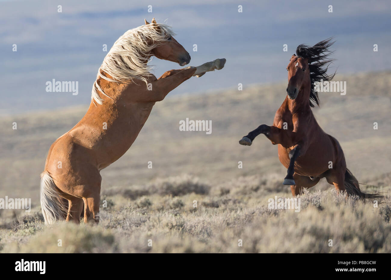 Zwei wilde Mustang Hengste in den Weißen Berg Herde, Wyoming, USA kämpfen. August. Stockfoto