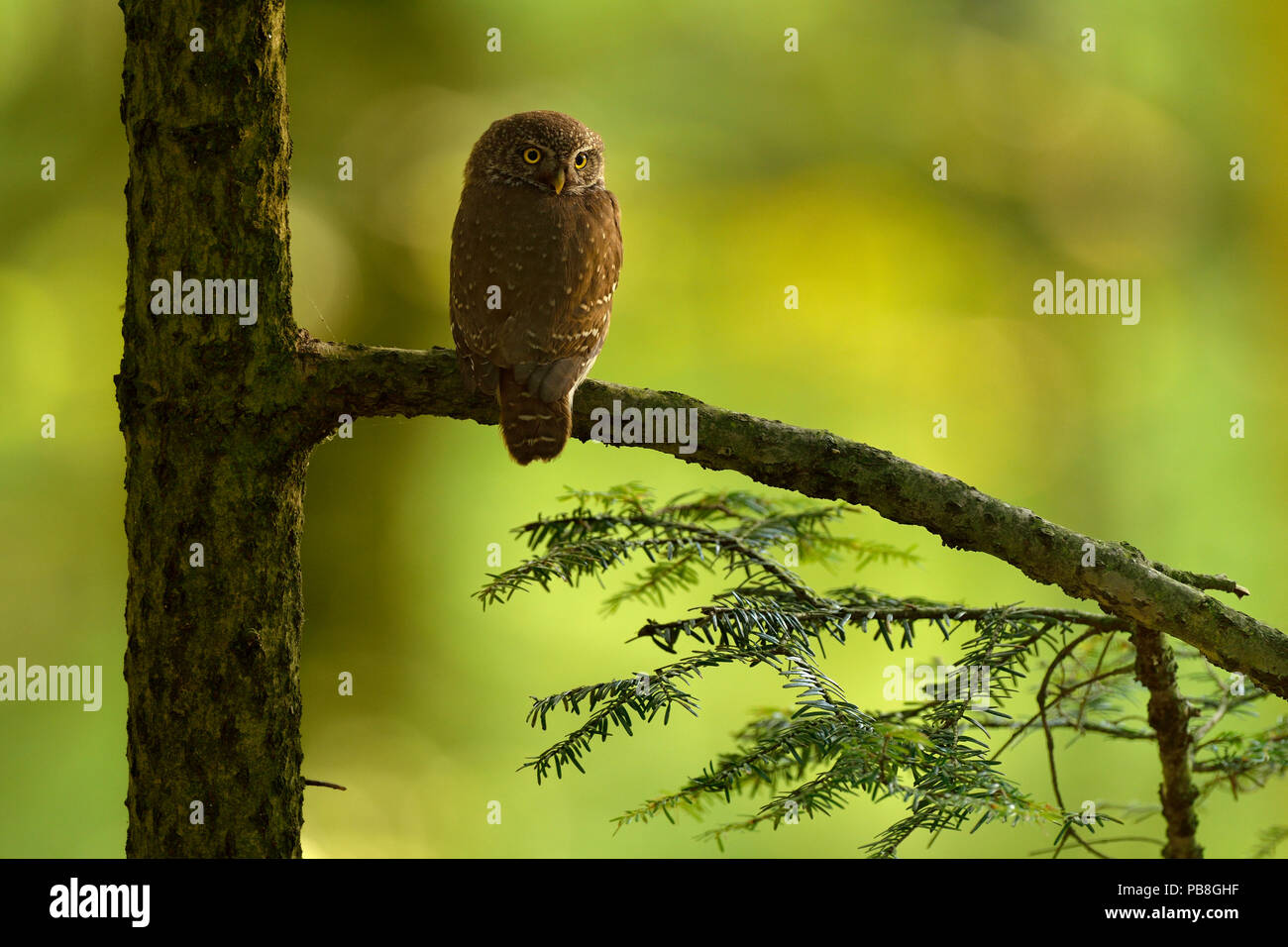 Eurasischen Sperlingskauz (Glaucidium passerinum) auf nadelbaum Zweig thront, Vogesen, Frankreich, Juni. Stockfoto