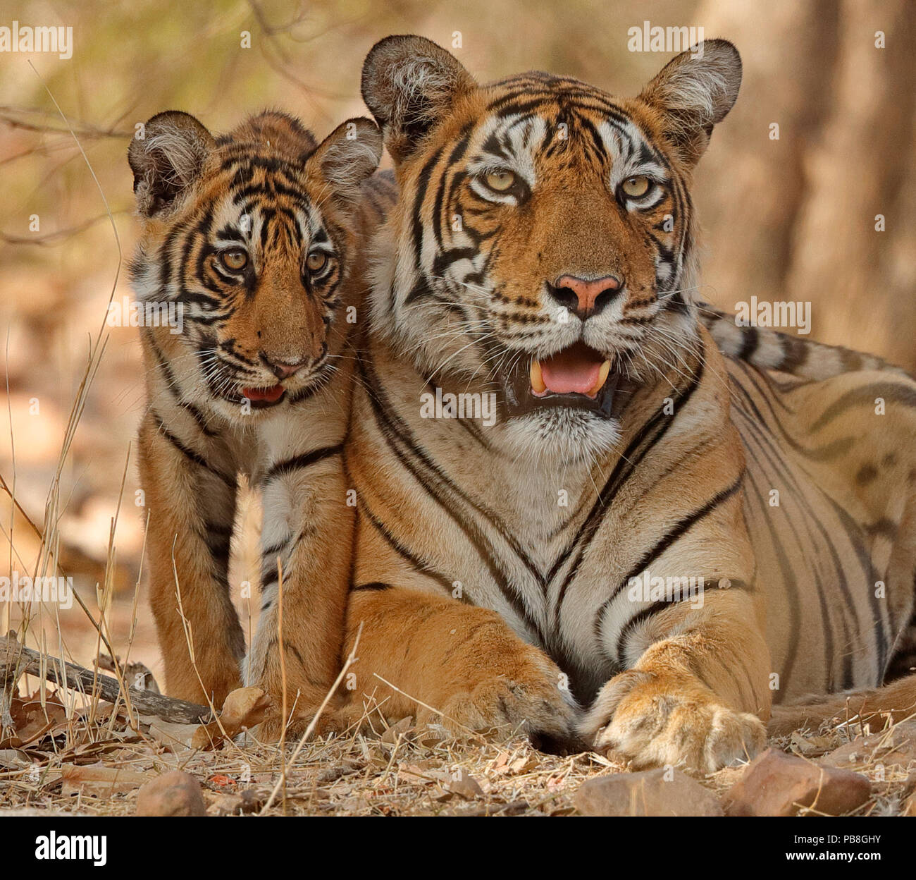 Bengal Tiger (Panthera tigris tigris) Mutter mit Jungtier Alter vier Monate, Ranthambhore, Rajhasthan, Indien Stockfoto