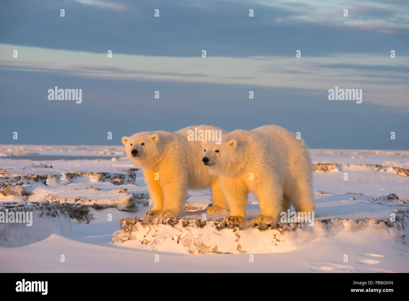 Zwei junge Eisbären (Ursus maritimus) auf Neu gebildete Packeis, in der Nähe von Kaktovik, Barter Island, North Slope, Alaska, USA, Oktober. Gefährdete Arten. Stockfoto