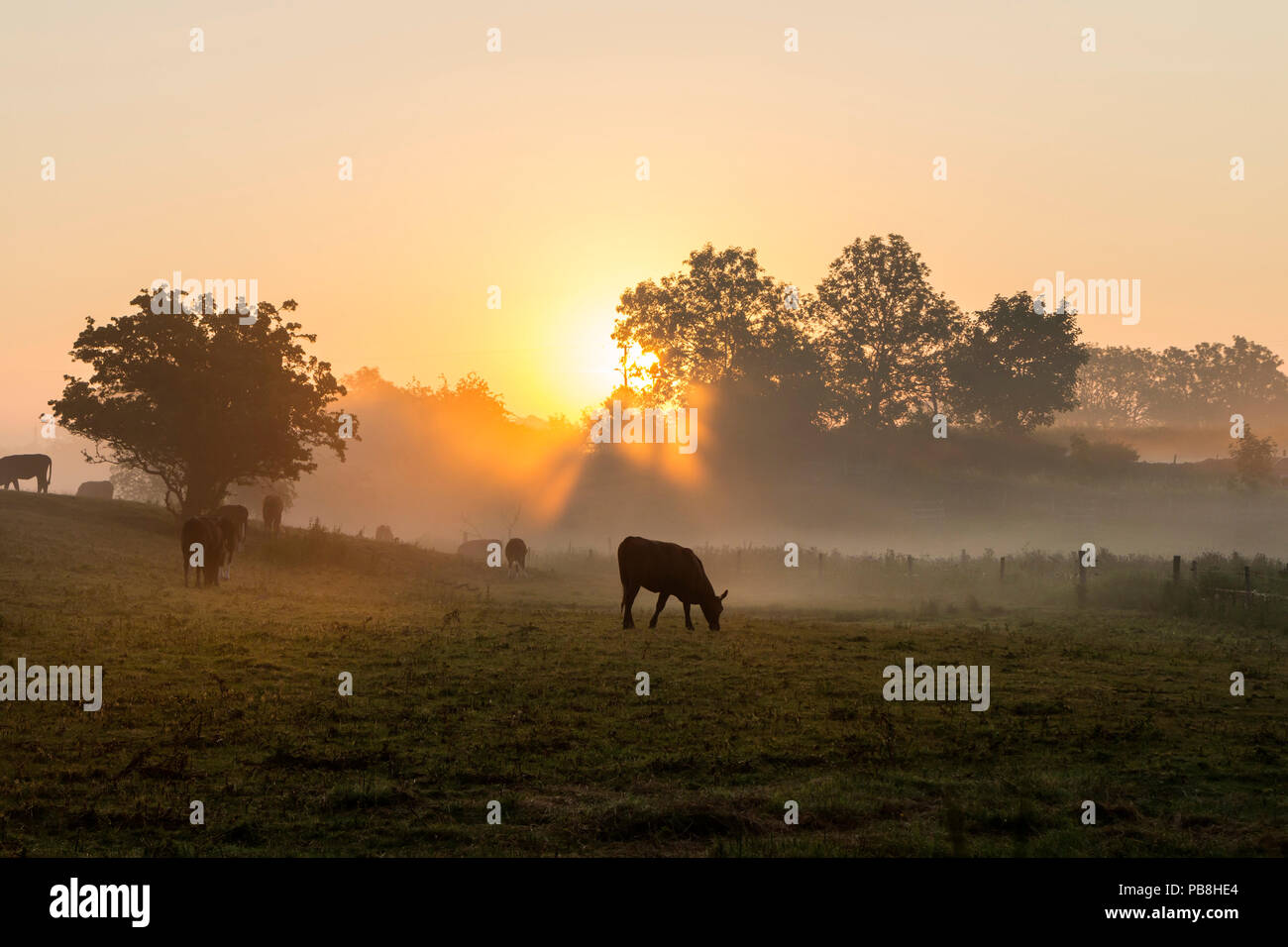Barnard Castle, Teesdale, County Durham. Freitag 27. Juli 2018. UK Wetter. Diese Kühe erlebt einen Nebelhaften und farbenfrohen Start in den Tag, als die Sonne erhob sich über die Felder der Umgebung Barnard Castle heute Morgen. Die Prognose ist für eine weitere sehr heiße schwüle Tag mit schweren Schauer und Gewitter Entwicklung dieser Nachmittag und Abend. David Forster/Alamy leben Nachrichten Stockfoto