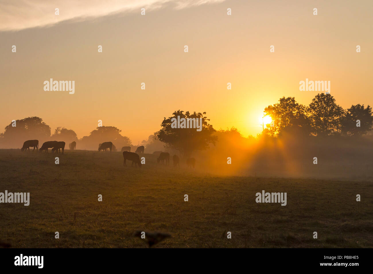 Barnard Castle, Teesdale, County Durham. Freitag 27. Juli 2018. UK Wetter. Diese Kühe erlebt einen Nebelhaften und farbenfrohen Start in den Tag, als die Sonne erhob sich über die Felder der Umgebung Barnard Castle heute Morgen. Die Prognose ist für eine weitere sehr heiße schwüle Tag mit schweren Schauer und Gewitter Entwicklung dieser Nachmittag und Abend. David Forster/Alamy leben Nachrichten Stockfoto