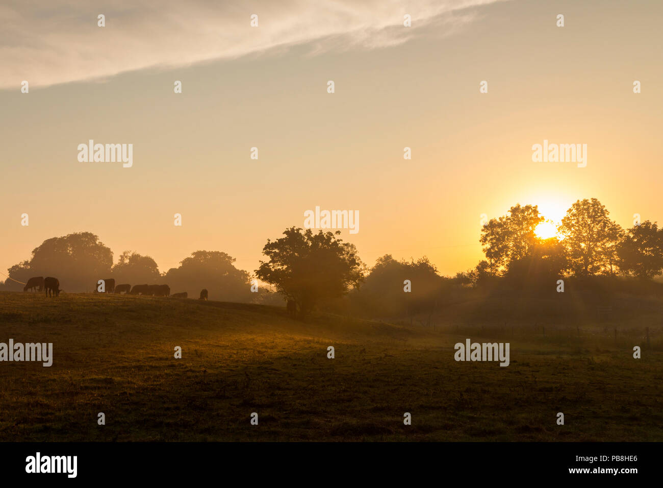 Barnard Castle, Teesdale, County Durham. Freitag 27. Juli 2018. UK Wetter. Diese Kühe erlebt einen Nebelhaften und farbenfrohen Start in den Tag, als die Sonne erhob sich über die Felder der Umgebung Barnard Castle heute Morgen. Die Prognose ist für eine weitere sehr heiße schwüle Tag mit schweren Schauer und Gewitter Entwicklung dieser Nachmittag und Abend. David Forster/Alamy leben Nachrichten Stockfoto