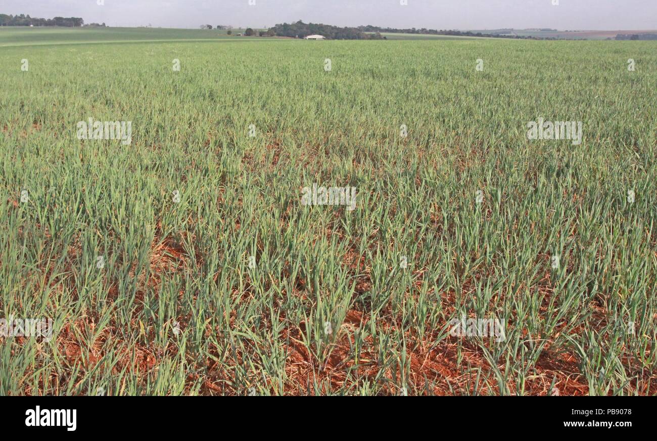 CAMPO MOURÃO, PR - 27.07.2018: ESTIAGEM PREOCUPA PRODUTORES DE TRIGO - Ohne einen einzigen Tropfen Regen 45 Tage, Weizen Plantagen beginnen, der Mangel an Wasser und sorgen sich die Landwirte in Campo Mourão zu fühlen, im Mittleren Westen der USA von Paraná. Nach Bauern, die Getreide ist in der panade Bühne und benötigt Wasser für Entwicklung. Lang anhaltende Trockenheit kann das produktive Potenzial von Weizen gefährden. Die Prognose für das laufende Jahr ist 295 Tausend Tonnen, ein Band 48 % höher als im vergangenen Jahr, 200 tausend Tonnen geerntet wurden. Auf dem Foto ist Weizen anpflanzen. (Foto: dirceu Portugal/Fotoarena) Stockfoto