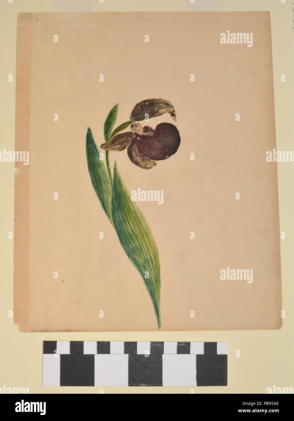 1580 Studie über eine Blume von Anna Maria von Phul Stockfoto