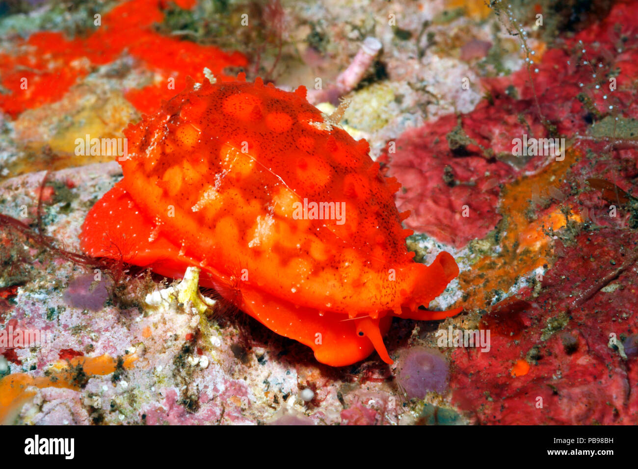 Tan und Weiße Sieb Cowry oder Cowrie, Cribrarula cribraria. Zeigt die rot-orange Mantel, Siphon und das Auge. Zuvor als Cypraea cribrar beschrieben. Stockfoto