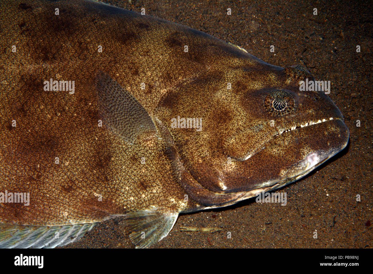 Indische Heilbutt, auch als australische Heilbutt und Heilbutt, Bigmouth Psettodes erumei bekannt. Tulamben, Bali, Indonesien. Bali Sea, Indischer Ozean Stockfoto