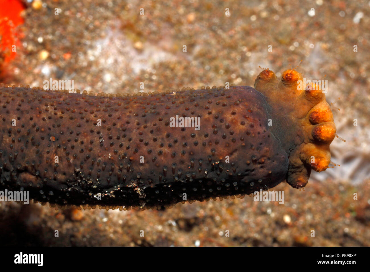 Luzon Sea Star, Echinaster luzonicus, zeigt sieben arm Regeneration wächst aus dem Stumpf eines 'übergeordneten' Arm. Siehe unten für mehr Informationen Stockfoto