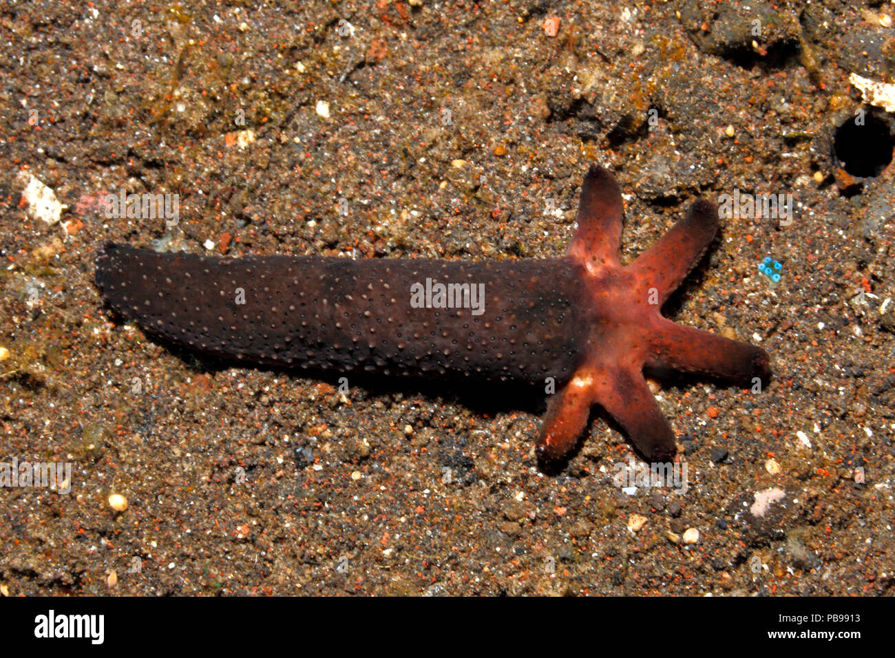 Luzon Sea Star, Echinaster luzonicus, zeigen eine fünf arm Regeneration wächst aus dem Stumpf eines 'übergeordneten' Arm. Siehe unten für mehr Informationen. Stockfoto