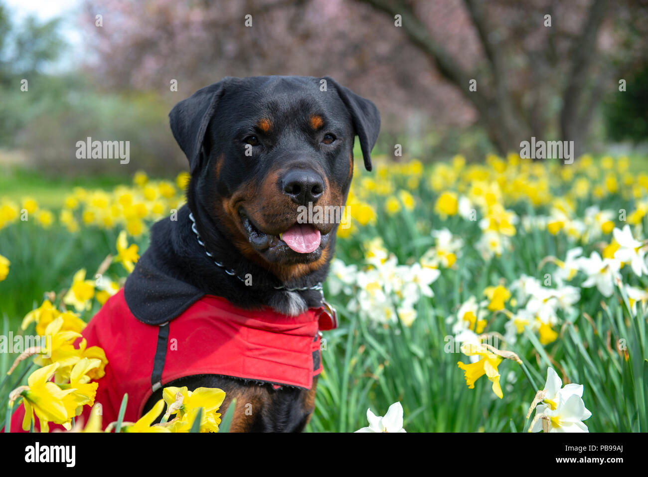 Portrait von erwachsenen männlichen Rottweiler unter Narzissen mit aufmerksamen Ausdruck posing Stockfoto