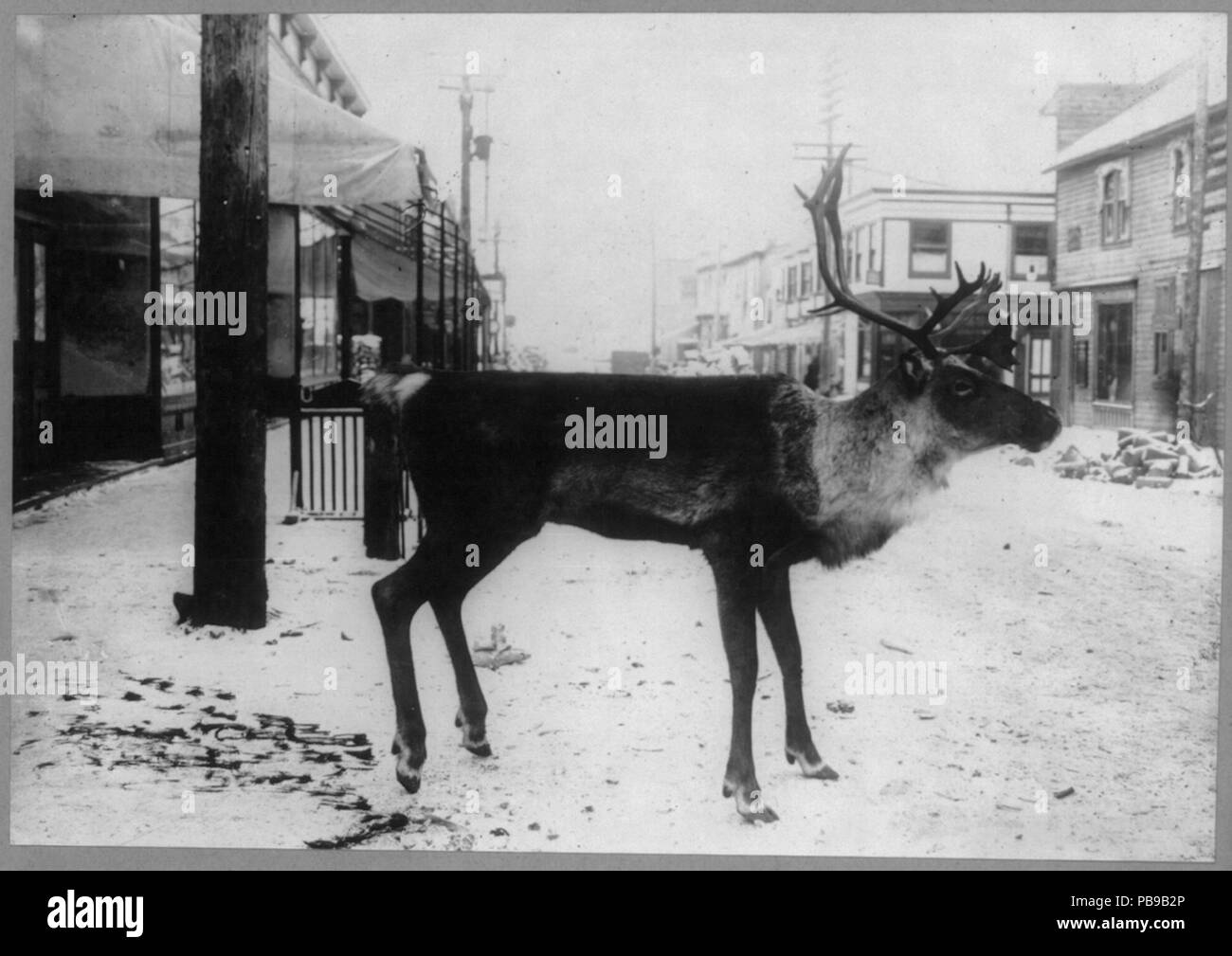 1580 ausgestopften Rentier auf Straße - eine Fleischerei, Dawson City, Yukon Territory, Kanada LCCN 2001705723 Stockfoto