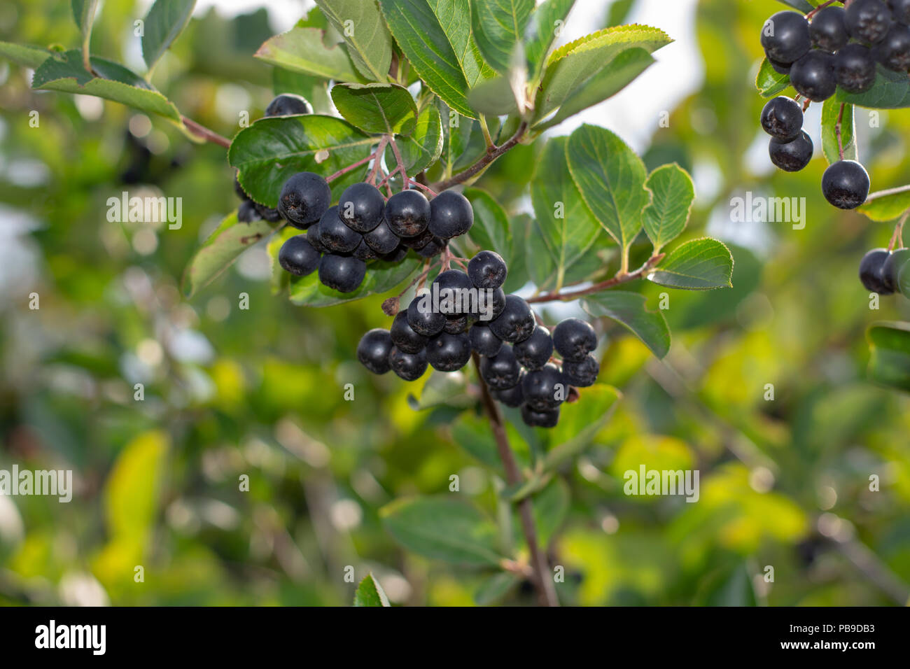 Aronia Beeren (Aronia melanocarpa, schwarze Apfelbeere) wächst im