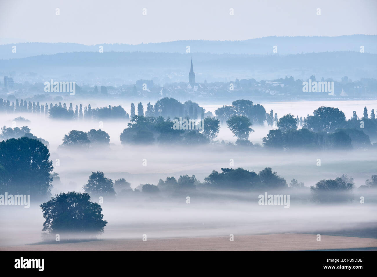 Am frühen Morgen Nebel über dem radolfzeller Aachried, dahinter das Bodensee mit der Stadt Radolfzell, Landkreis Konstanz Stockfoto