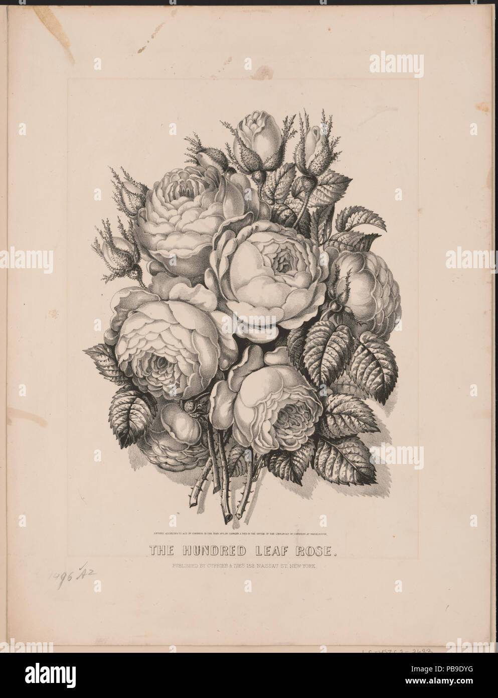 776 100 Blatt rose LCCN 2002699685 Stockfoto