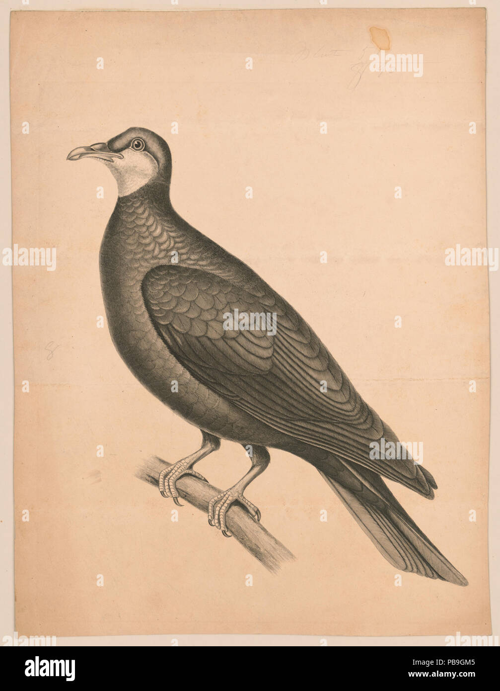 886 große Vogel auf einem Zweig LCCN 2003670270 Stockfoto