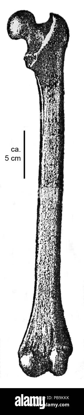 1153 Paidopithex holotyp Femur Eppelsheim Stockfoto