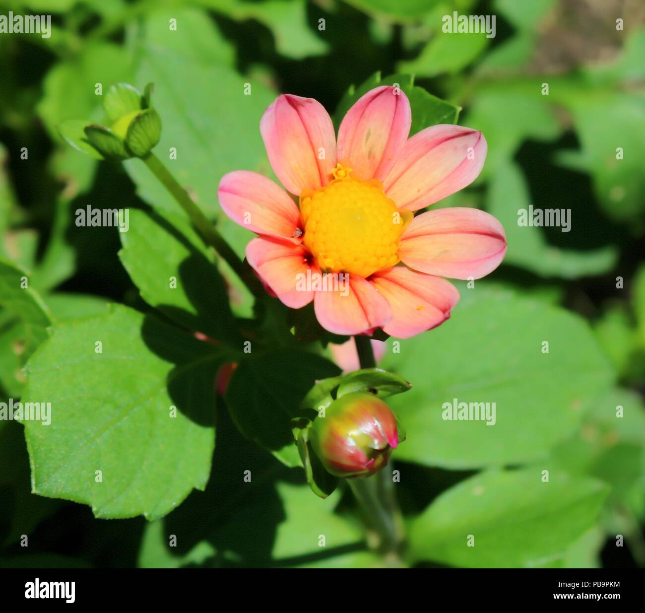 Rosa Dahlie in voller Blüte, das helle Sonnenlicht, Knospen und Blätter Stockfoto