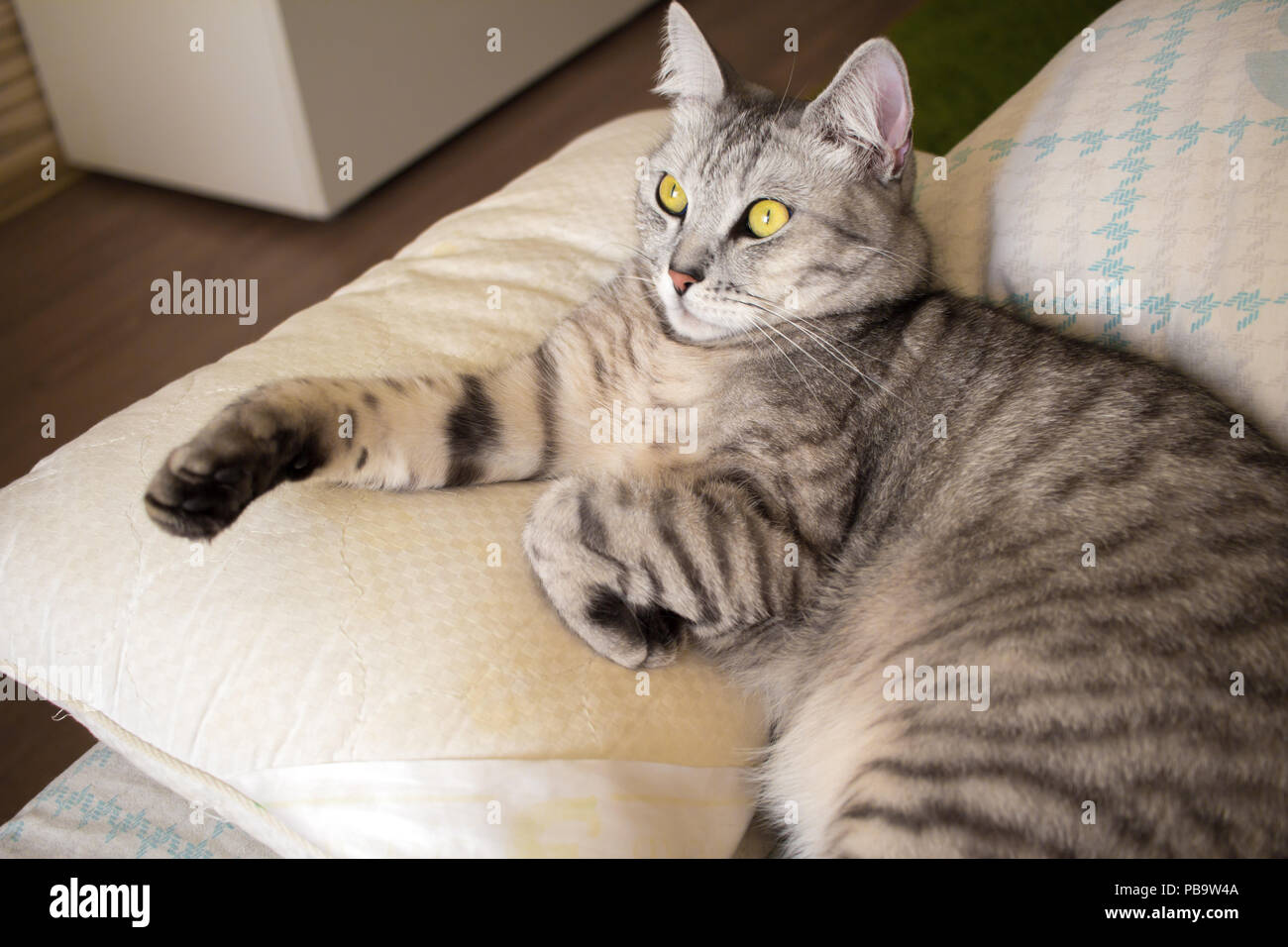 Portrait von liegenden schweren Schottischen graue Katze Stockfoto