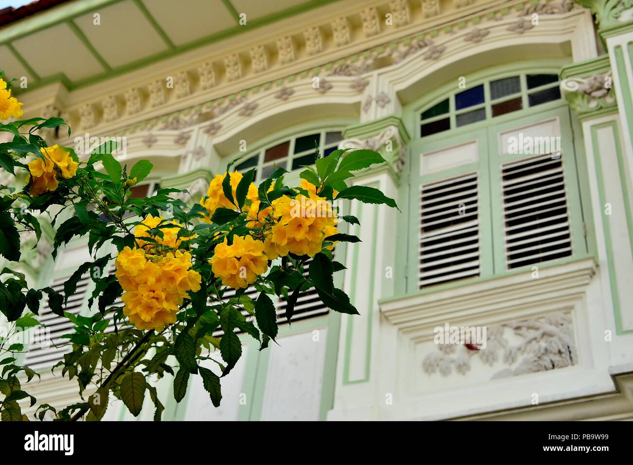 Gelben Schmetterling Bush davidii Sommerflieder Blüten gegen grüne Fensterläden aus Holz eines traditionellen Peranakan shop Haus in Chiat Ostküste Singapur Stockfoto