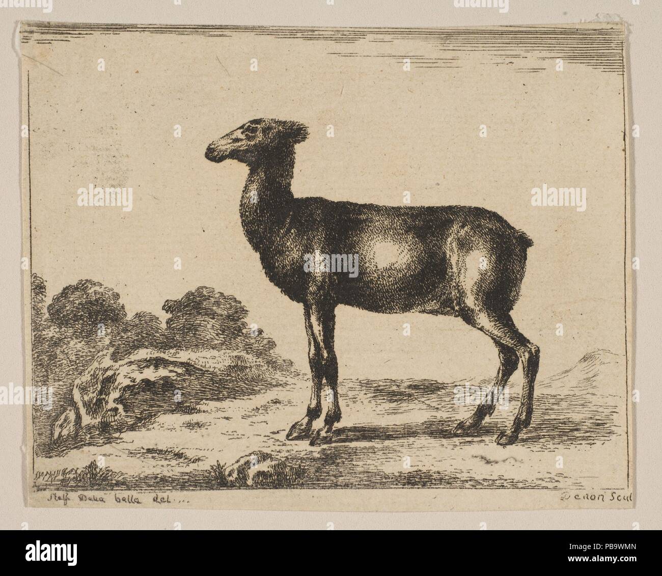 Platte15: Doe, von "Verschiedene Tiere (Diversi Animali). Artist: Nach Stefano Della Bella (Italienisch, Florenz 1610-1664 Florenz). Abmessungen: Blatt (getrimmte): 3 3/16 in. X 4 in. (8,1 × 10,1 cm). Grafiker: Anonym, 17. Serie/Portfolio: "Verschiedene Tiere (Diversi Animali). Datum: nach 1641. Museum: Metropolitan Museum of Art, New York, USA. Stockfoto