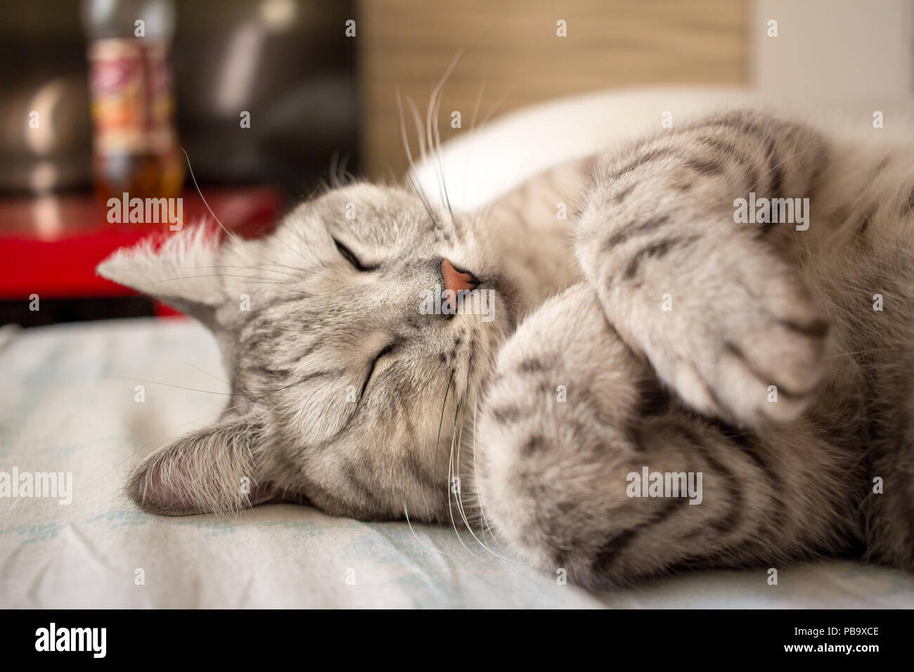Schottische süß schlafen graue Katze liegend auf Kissen Stockfoto