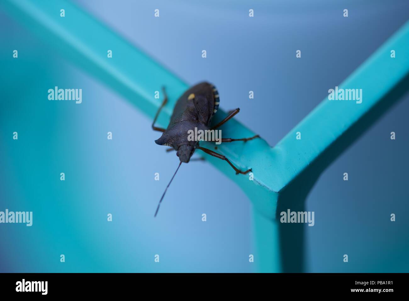Anlage bug (Miridae): ein einsames Blatt mirid Bug, Bug, Bug, oder Gras Fehler Stockfoto