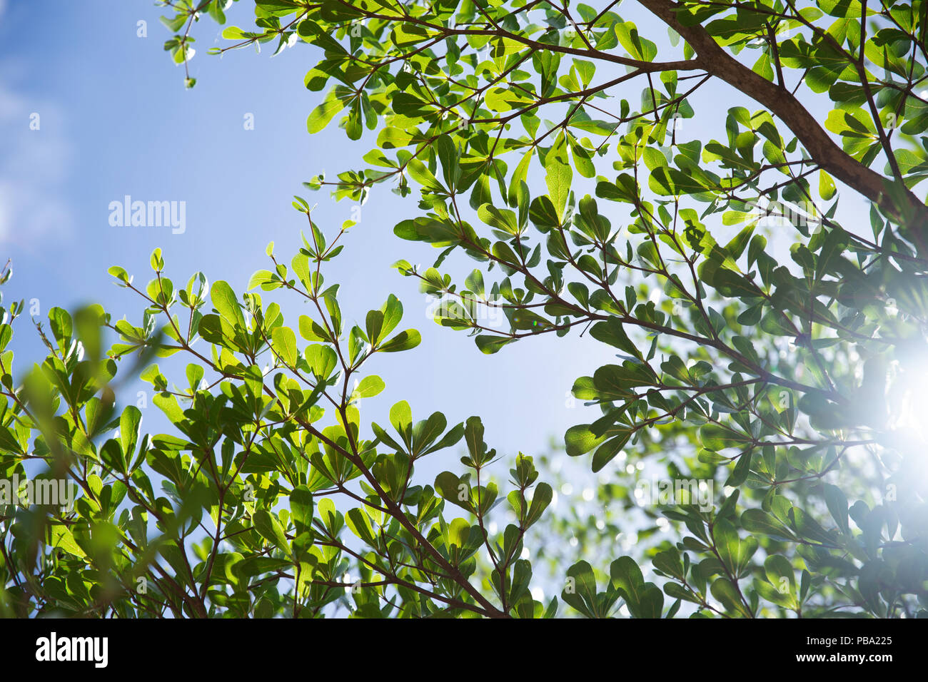 Sommer Green Tree blue sky natürliche Frische Luft Hintergrund mit hellem Sonnenlicht Stockfoto