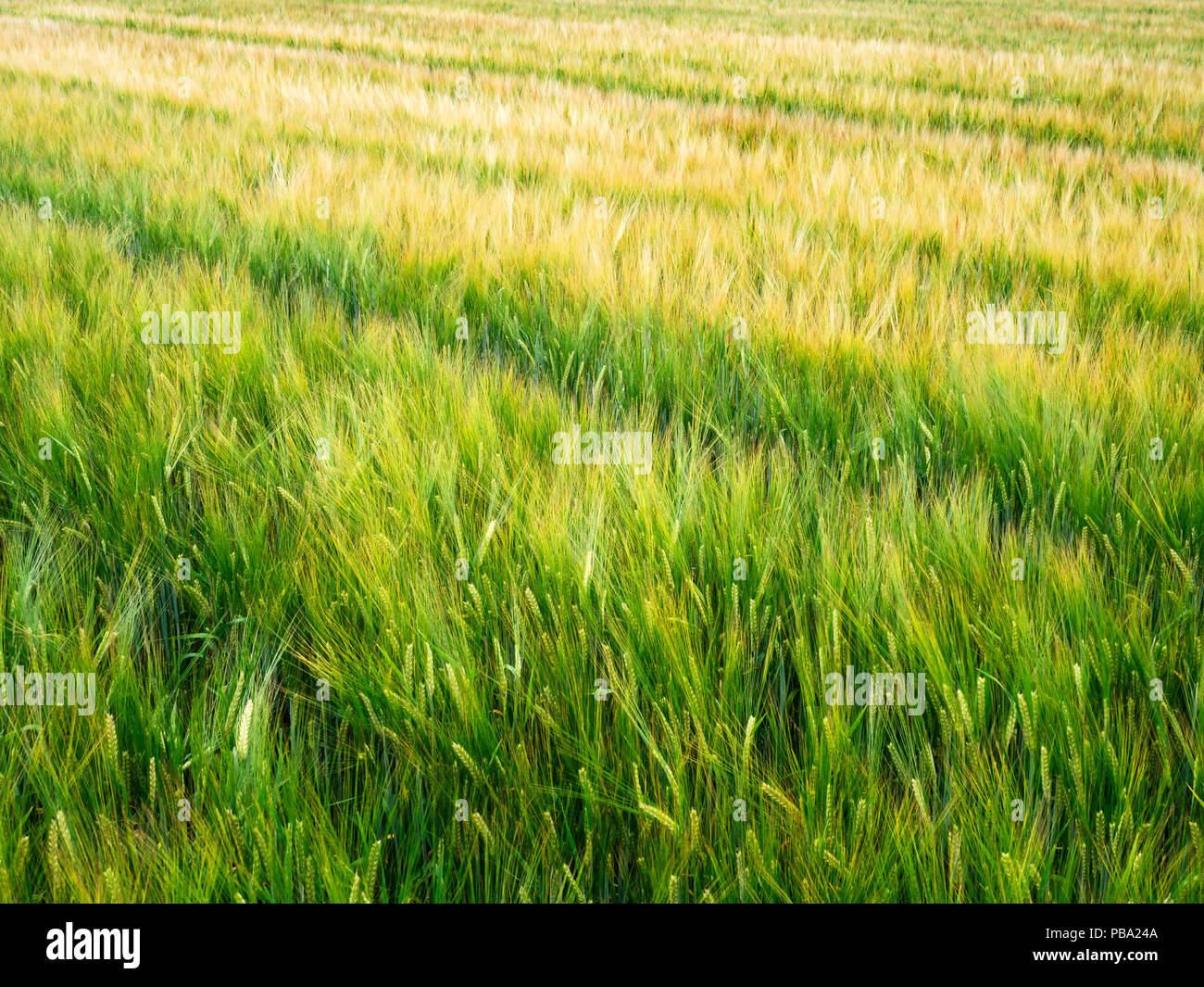 Reife Gerste weht im Wind in einem Feld in der Nähe von pannal Harrogate, North Yorkshire England Stockfoto