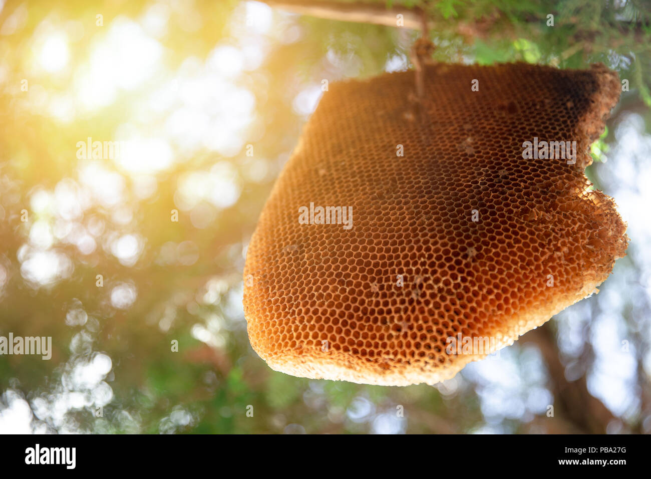 Große Waben oder Bee Hive hängen am Baum Natur Insekt home Stockfoto