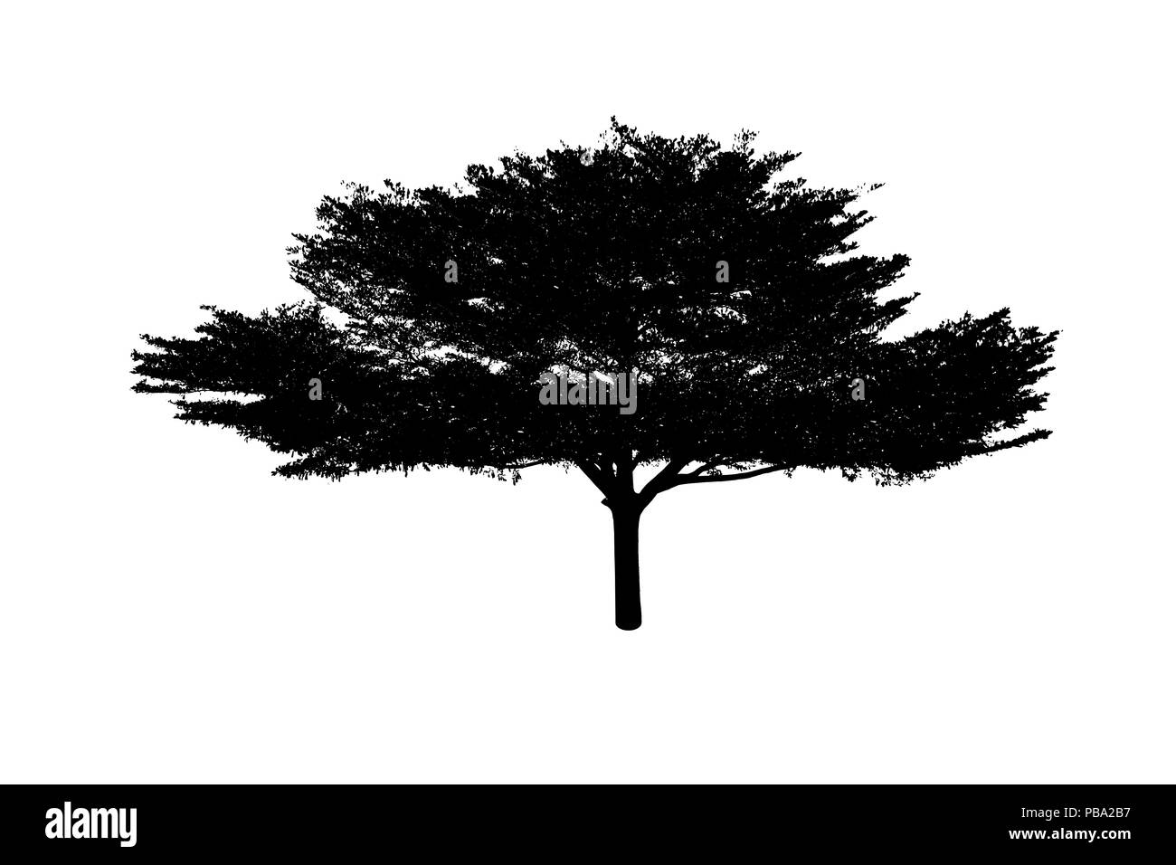 Schwarzer Baum Schatten Silhouette auf weißem Hintergrund Stockfoto