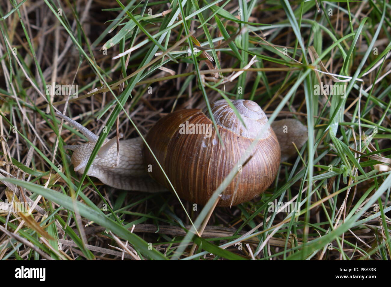Schnecke im Gras Stockfoto