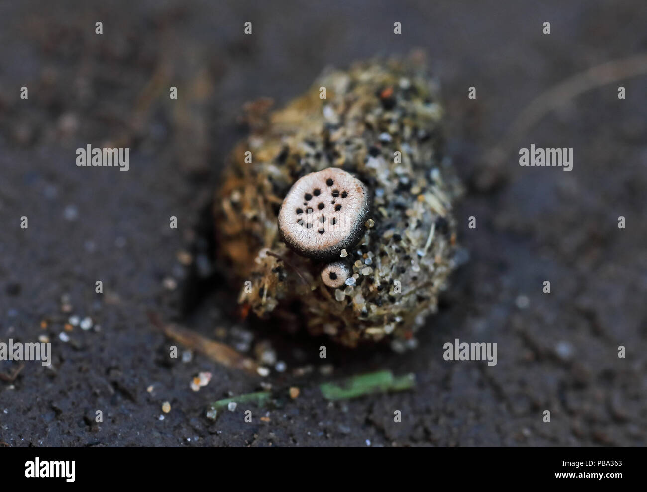 Erici poronia Pilz wächst auf Kaninchen Norfolk ablegen Stockfoto