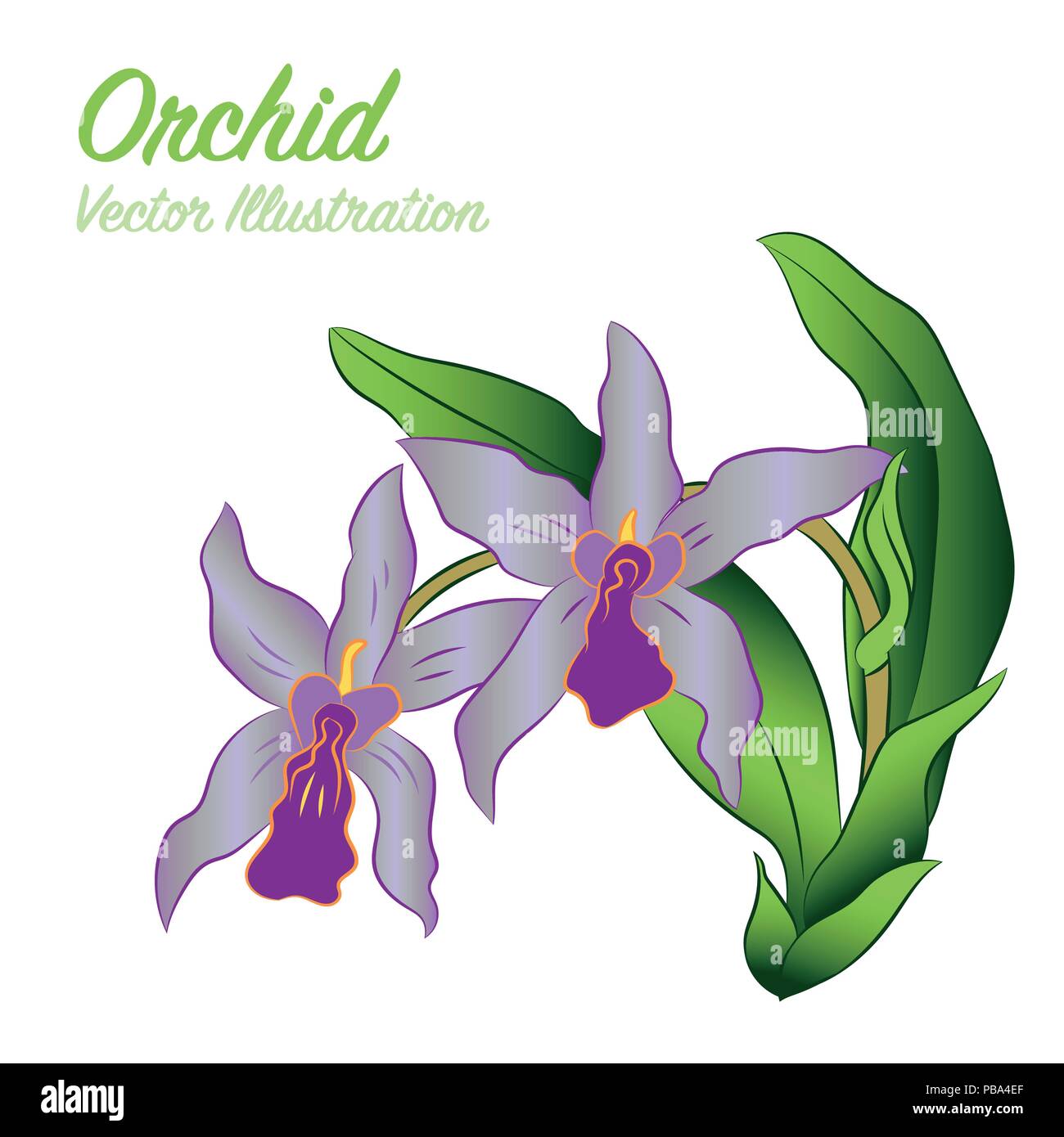 Isolierte Orchidee Blumen auf weißem Hintergrund. Tropische Blumen Design Elements - Vector Illustration. Stock Vektor