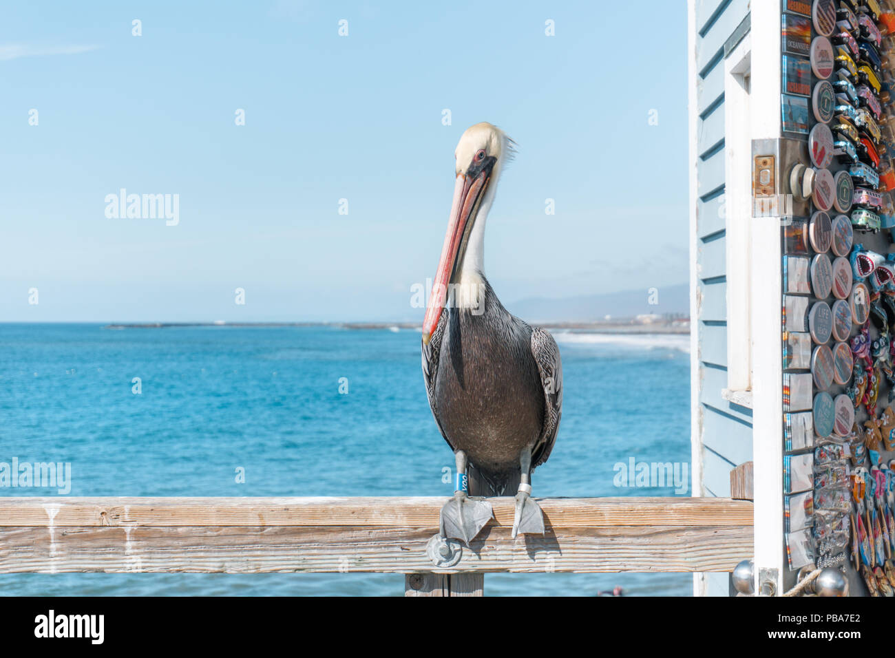 OCEANSIDE, Kalifornien (EUA) - November 10, 2017: Wild Pelican Pier stehen im Oceanside, Kalifornien, Neben einem Souvenirshop Stockfoto