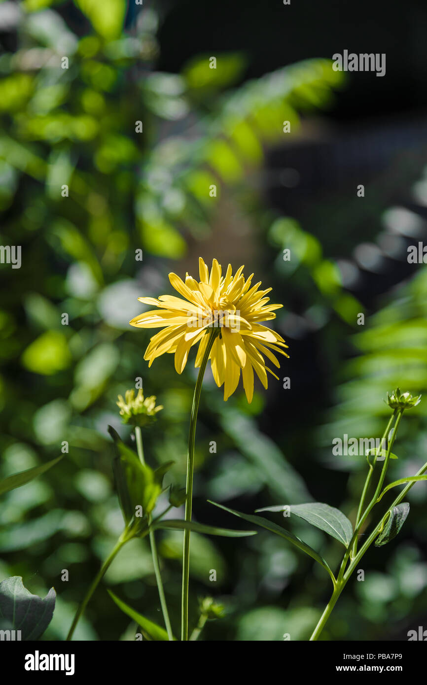 Frühling gelb Löwenzahn vor dem Hintergrund von Gras und Löwenzahn. Stockfoto